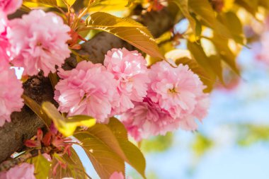 Sakura. İlkbaharda mavi gökyüzüne karşı kiraz çiçeği.