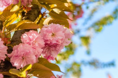 Sakura. İlkbaharda mavi gökyüzüne karşı kiraz çiçeği.