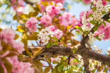 Sakura. İlkbaharda mavi gökyüzüne karşı kiraz çiçeği.