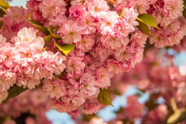 Sakura. İlkbaharda mavi gökyüzüne karşı kiraz çiçeği.