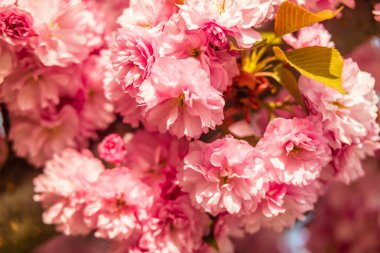Sakura. İlkbaharda mavi gökyüzüne karşı kiraz çiçeği.