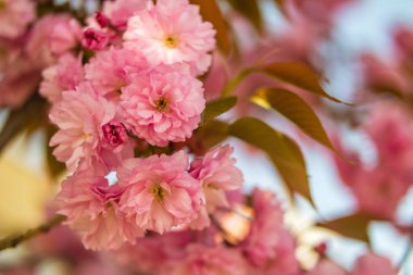 Sakura. İlkbaharda mavi gökyüzüne karşı kiraz çiçeği.