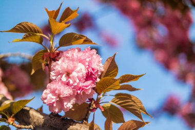 Sakura. İlkbaharda mavi gökyüzüne karşı kiraz çiçeği.