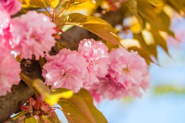 Sakura. İlkbaharda mavi gökyüzüne karşı kiraz çiçeği.