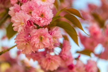 Sakura. İlkbaharda mavi gökyüzüne karşı kiraz çiçeği.