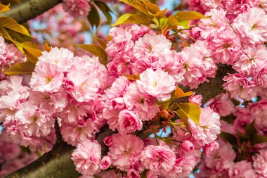 Sakura. İlkbaharda mavi gökyüzüne karşı kiraz çiçeği.