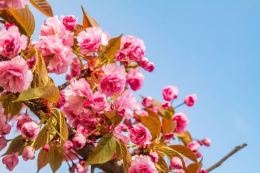 Sakura. İlkbaharda mavi gökyüzüne karşı kiraz çiçeği.