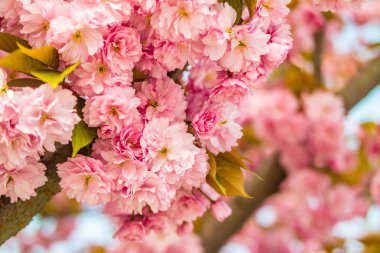 Sakura. İlkbaharda mavi gökyüzüne karşı kiraz çiçeği.