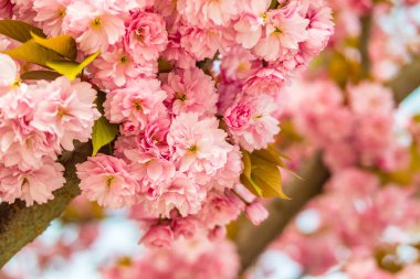 Sakura. İlkbaharda mavi gökyüzüne karşı kiraz çiçeği.