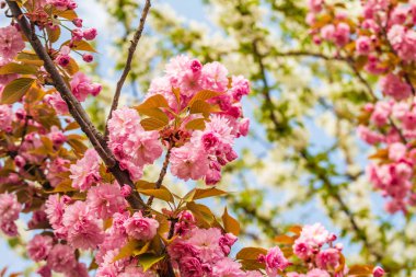 Sakura. İlkbaharda mavi gökyüzüne karşı kiraz çiçeği.