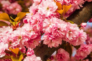 Sakura. İlkbaharda mavi gökyüzüne karşı kiraz çiçeği.