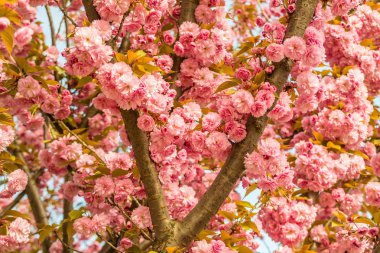 Sakura. İlkbaharda mavi gökyüzüne karşı kiraz çiçeği.