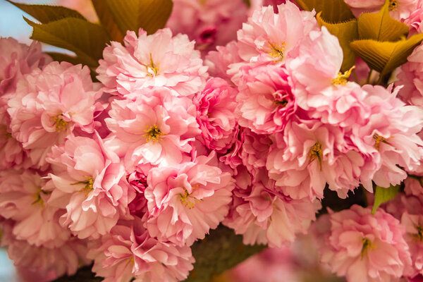 Сакура. Цветение сакуры на фоне голубого неба весной
.