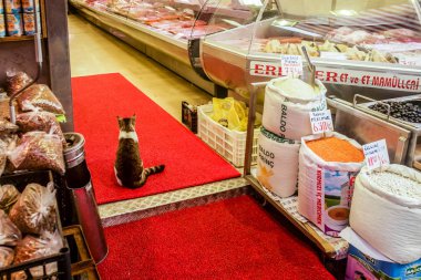 İstanbul'da kasap dükkanının girişinde oturan kedi, Türkiye