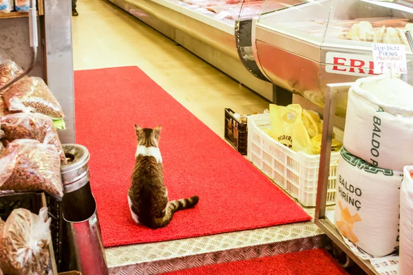 Katt sitter vid ingången till slakteributiken i Istanbul, Turkiet — Stockfoto