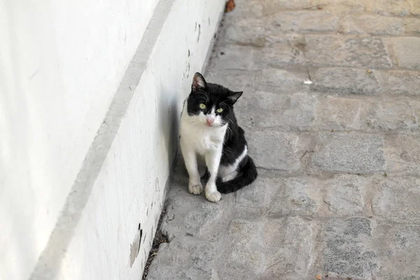 Black and white cat on the street in Istanbul, Turkey — Stock Photo, Image