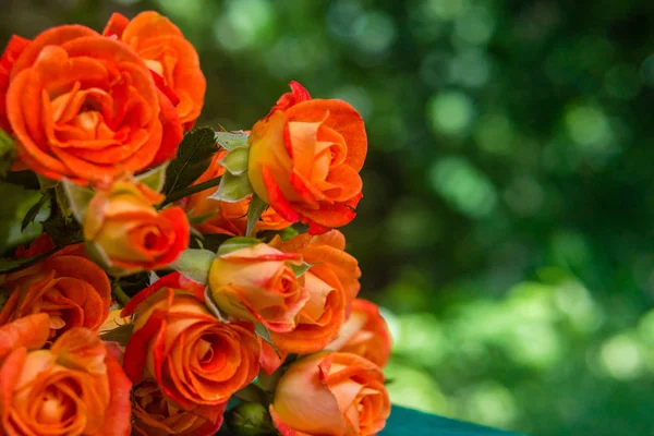 Оранжевые розы на зеленом фоне . — стоковое фото