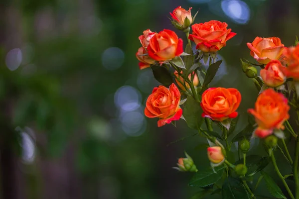 Orange roses on fresh green leaf background. — Stock Photo, Image