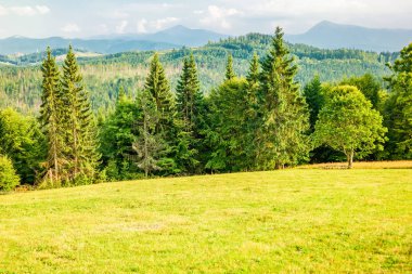 Arka planda Hoverla ve Petros siluetleri ile Ukrayna Karpatlar Meadow