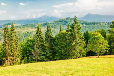 Arka planda Hoverla ve Petros siluetleri ile Ukrayna Karpatlar Meadow