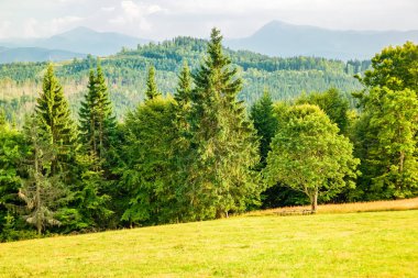 Arka planda Hoverla ve Petros siluetleri ile Ukrayna Karpatlar Meadow