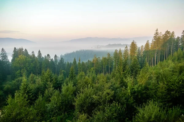 Misty mountain forest landscape in the morning, Carpathian Mountains, Ukraine