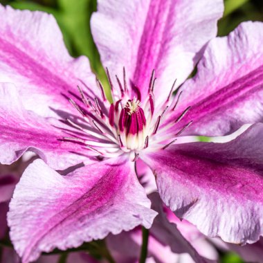 güzel bir pembe portre akasma çiçekler ve yaz aylarında güneşli bir bahçede pistils adı mor Oh La La akasma