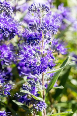 Caryopteris, güneşli Bahçe, bahar cennet mavi clandonensis çiçek Close-up