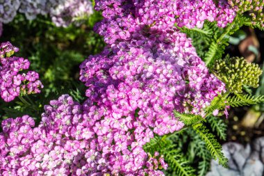 güneşli pembe ve beyaz elma çiçeği Achillea güzel bahar ve yaz bahçesi ve flora çiçek çiçek