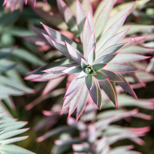 Μυρτιά Ευφόρβιο Euphorbia Myrsinites Γαϊδούρι Ουρά Φυτό Αειθαλές Αιώνια Φύλλωμα — Φωτογραφία Αρχείου