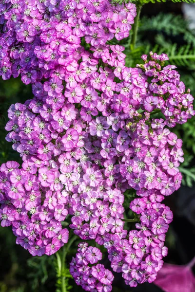 Flora Wallpaper Pink Achillea Called Apple Blossom Blooming Beautiful Spring — Stock Photo, Image