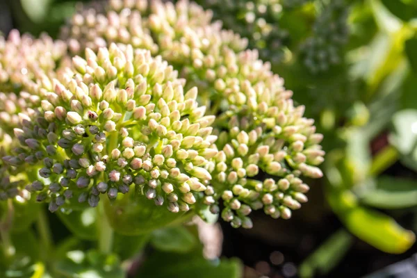 Closeup Sedum Πράσινο Λουλούδια Χαράς Φθινοπώρου Της Οικογένειας Crassulaceae Πάνω — Φωτογραφία Αρχείου