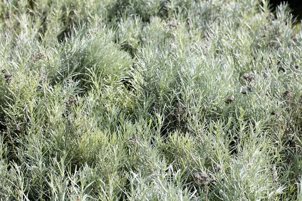 Group Lavender Plants Grey Green Leaves Small Textured Foliage Aromatic — Stock Photo, Image