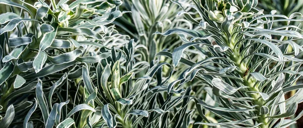 Glacier Bleu Euphorbia Plant Textured Variegated Green White Evergreen Foliage — Stock Photo, Image