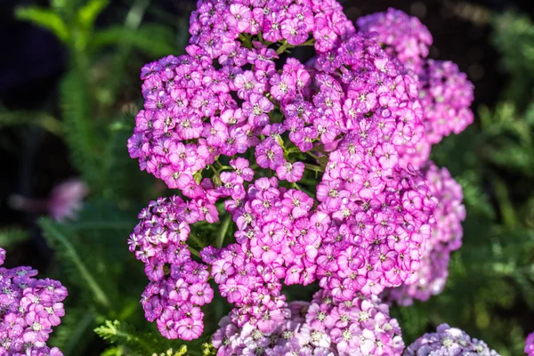 Macro Beautiful Pink Achillea Called Apple Blossom Blossoming Spring Summer — Stock Photo, Image