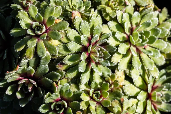 Vista Dall Alto Saxifraga Whitehill Piante Sempreverdi Succulente Copertura Del — Foto Stock