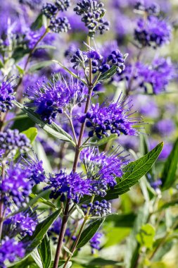 Caryopteris, göksel mavi clandonensis, çiçekli bitkilerde çok yıllık güneşli bahçe bahar closeup