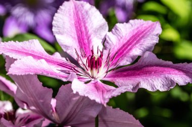 yakın çekim mor akasma çiçek ve yaz aylarında güneşli bir bahçede pistils adı pembe Oh La La akasma