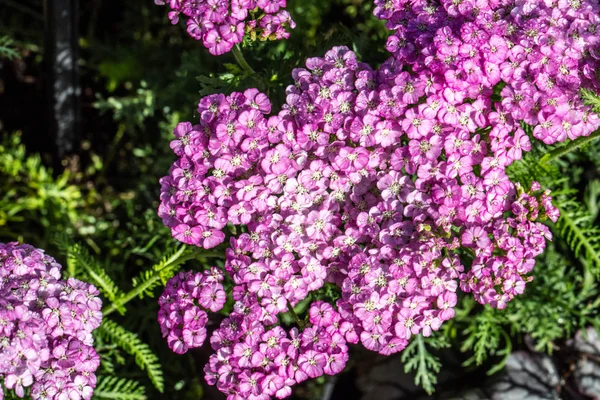 Flowers Sunny Pink Apple Blossom Achillea Blossoming Beautiful Spring Summer — Stock Photo, Image