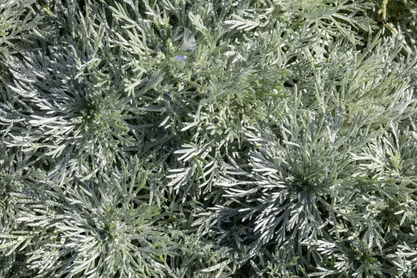 Artemisia Schmitidiana Called Nana Mugwort Grey Green Textured Leaves Perennial — Stock Photo, Image