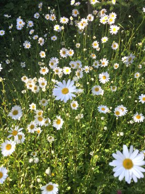 organik bir bahçe, park ve çayırlar için güzel yabani papatyalar