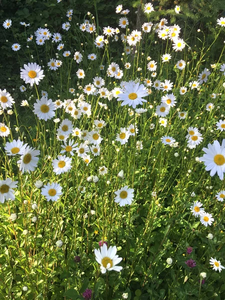 Zonnige groep van kleine mooie wilde madeliefjes voor biologische tuin — Stockfoto