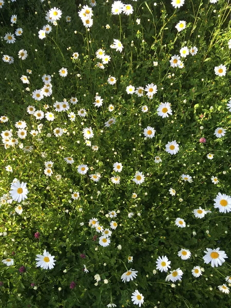 Květy sedmikráků pro organickou zahradu, pohled shora — Stock fotografie