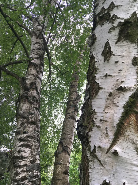 Grupa brzozy z teksturą kory i tułowia zbliżenie — Zdjęcie stockowe
