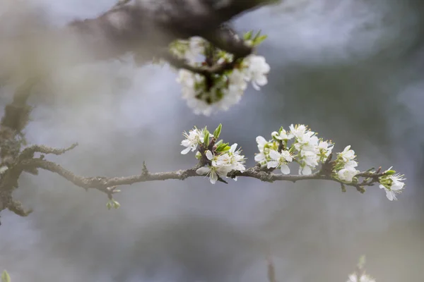 Rahatlatıcı dinginlik için sisli bulanık arka planda Kiraz çiçeği çiçeği — Stok fotoğraf