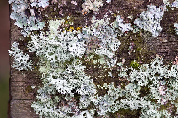 Красивий мох над старим тлом кори для природної текстури — стокове фото