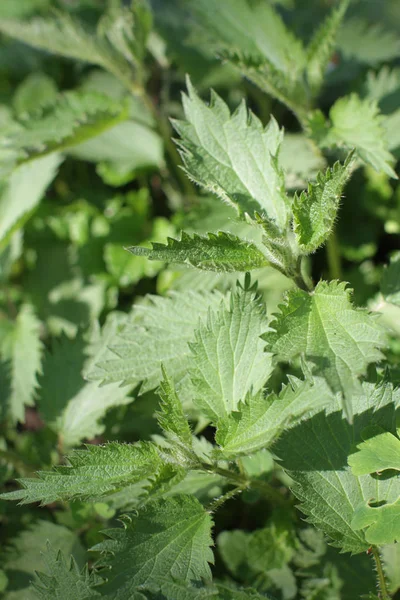 Мочегонная крапива или Urtica Dioica для тонизирующих травяных свойств — стоковое фото