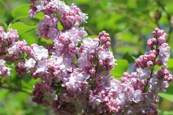 Botanische Syringa vulgaris oder lila Flieder für schöne florale Gartenarbeit — Stockfoto