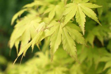 sarımsı akçaağaç yaprakları sonbaharın başlangıcını kutluyor, bulanık arka plan