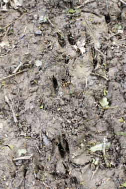 Yakın plan, orman toprağındaki çamurda yaban domuzu ayak izleri. 